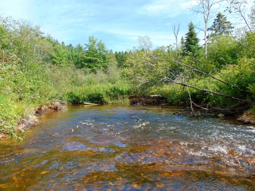 Carp River (2).JPG