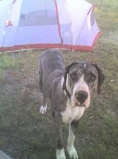 Boris Antelope camp SEP08.jpg