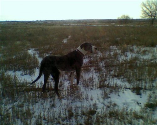 Boris hunting christmas 09 4.jpg Boris hunting christmas 09 4.jpg