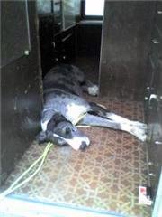 Boris in camper 2.jpg