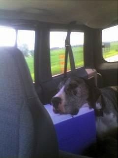 Boris road trip 1.jpg Boris road trip 1.jpg