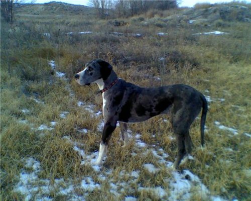 Boris hunting christmas 09 2.jpg Boris hunting christmas 09 2.jpg