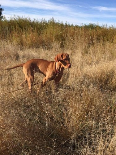 12063780_10208061206992739_3118223772704008514_n.jpg 12063780_10208061206992739_3118223772704008514_n.jpg