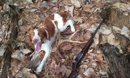 samson.jpg samson.jpg