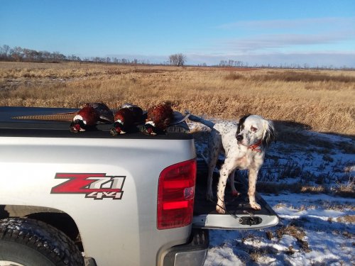Ton pheasants.jpg