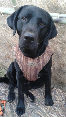 wallpaper.jpg wallpaper.jpg