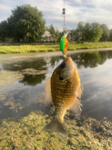 Fishy Friday.jpg Fishy Friday.jpg