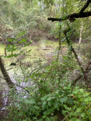 Ponds JPPSP.jpg Ponds JPPSP.jpg