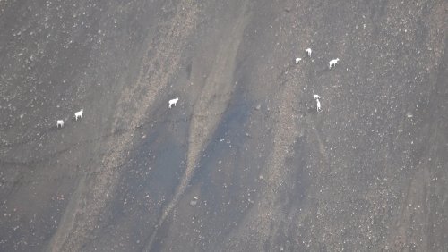 Sheep group.jpg
