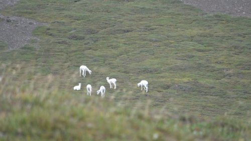 ewes lambs.jpg