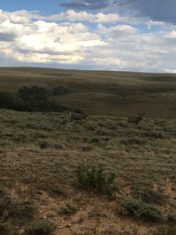 deer.jpg deer.jpg
