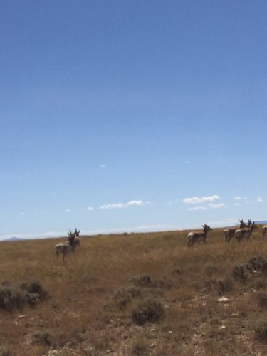 antelope.jpg antelope.jpg