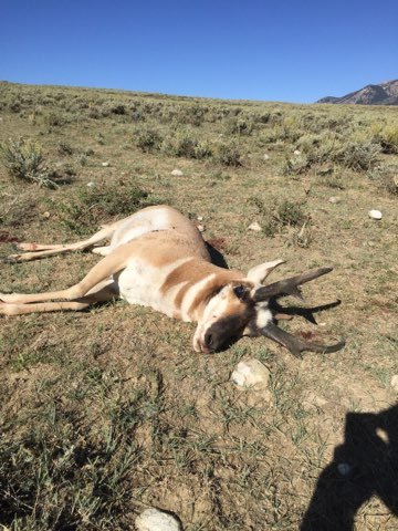 my antelope.jpg my antelope.jpg