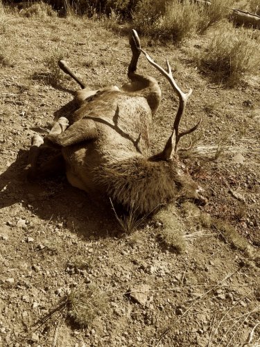 As bull fell.jpg As bull fell.jpg