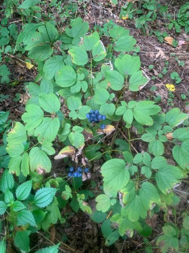Blueberries.jpg Blueberries.jpg