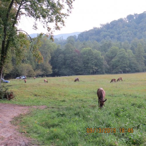 Cataloochee19Herd3.jpg Cataloochee19Herd3.jpg