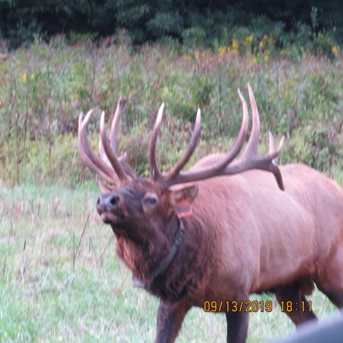 Cataloochee19otherold bull1.jpg Cataloochee19otherold bull1.jpg