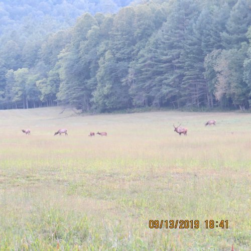 Cataloochee19herd1.jpg