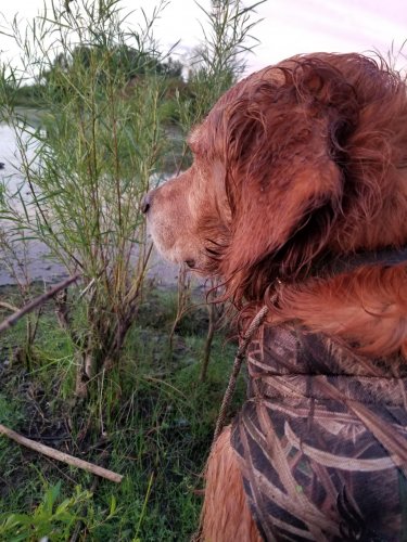 20190914 Gus ducking D.jpg