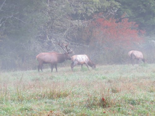 Cataloochee19OtherBE1.jpg