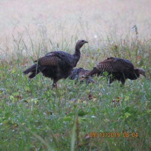 Cataloochee19turky1.jpg