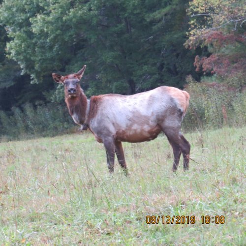 Cataloochee10oldcow1.jpg
