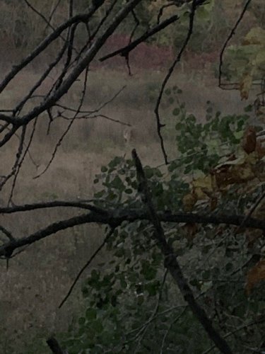 Deer.jpeg Deer.jpeg