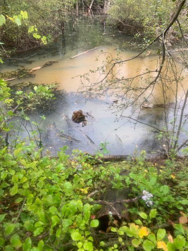 Pond.jpg Pond.jpg