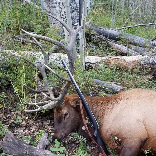 elk muzzy.jpg elk muzzy.jpg