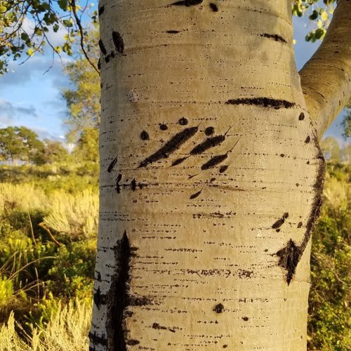 tree.jpg tree.jpg