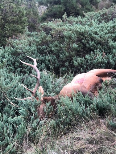 22D4D9CE-8757-4B58-B1D2-6EFF4B6E19C3.jpeg 22D4D9CE-8757-4B58-B1D2-6EFF4B6E19C3.jpeg