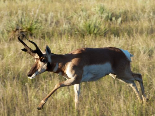 P1050759-Antelope.jpg