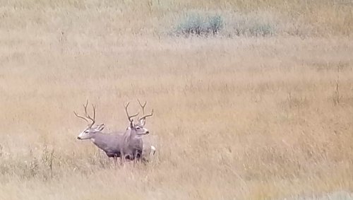 20190920_072959 Muley Bucks.jpg