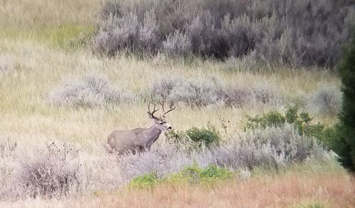 20190920_083740 Muley Buck.jpg 20190920_083740 Muley Buck.jpg