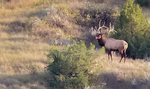 20190920_175953 Elk.jpg