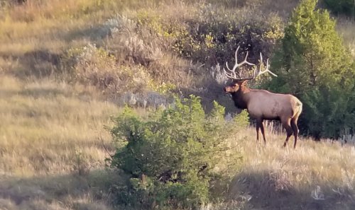 20190920_175953 Elk.jpg 20190920_175953 Elk.jpg