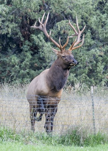 Rocky Mt. Elk  September 2019  a-0595.jpg