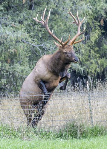 Rocky Mt. Elk  September 2019 a-0598.jpg