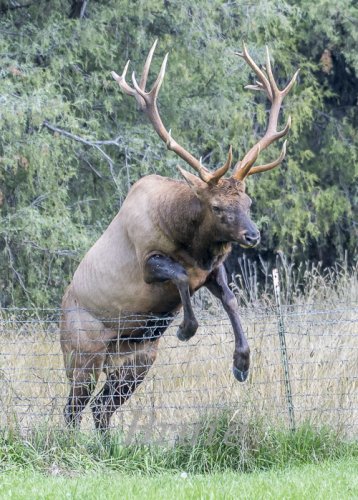 Rocky Mt. Elk  September 2019 a-0602.jpg