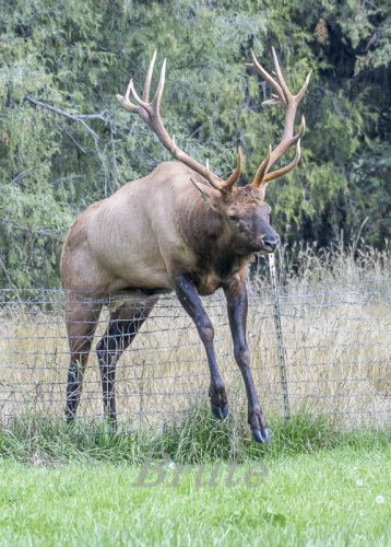 Rocky Mt. Elk  September 2019  a-0604.jpg
