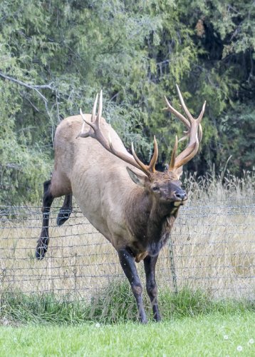 Rocky Mt. Elk  September 2019  a-0606.jpg