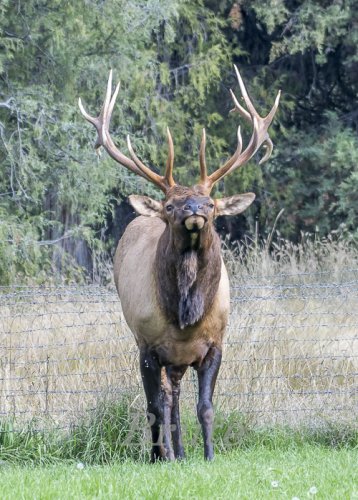 Rocky Mt. Elk  September 2019 a-0614.jpg