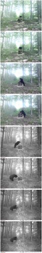 bear-collections.jpg bear-collections.jpg