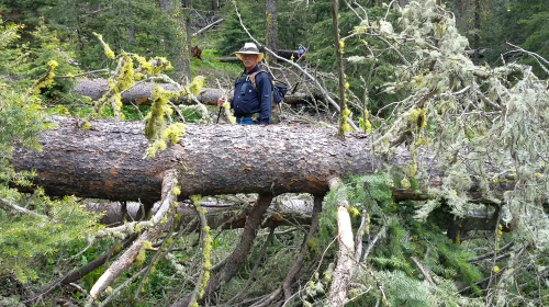 big downed trees.png