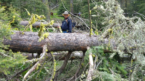 big downed trees.png big downed trees.png