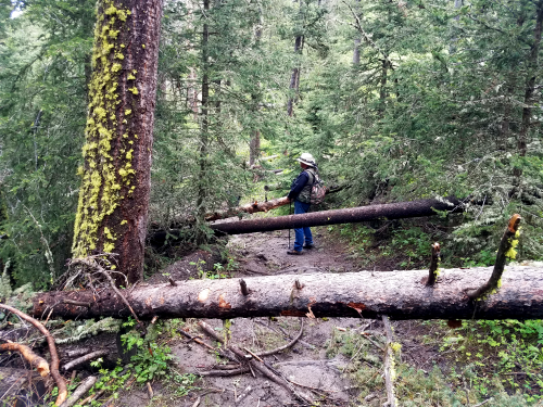 downed trees.png downed trees.png