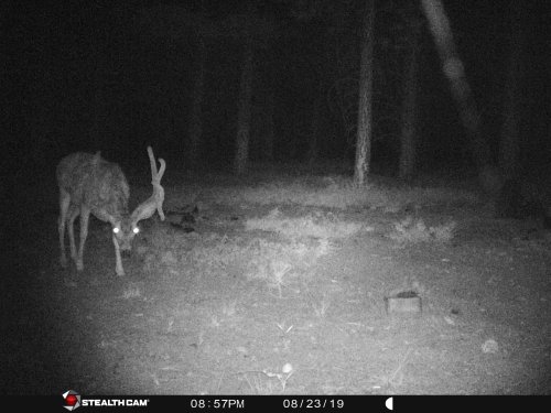 Drop Tine buck 2 2019.JPG