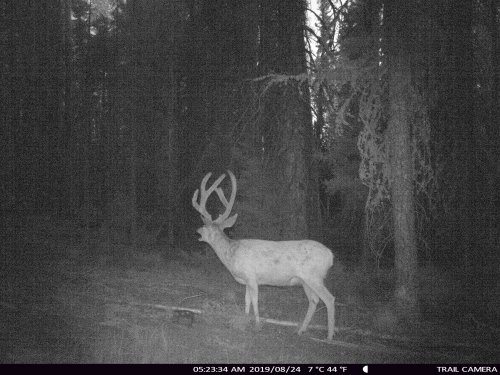 Tall buck 2.JPG