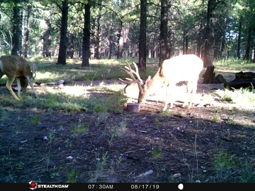 Drop Tine buck 6 2019.JPG