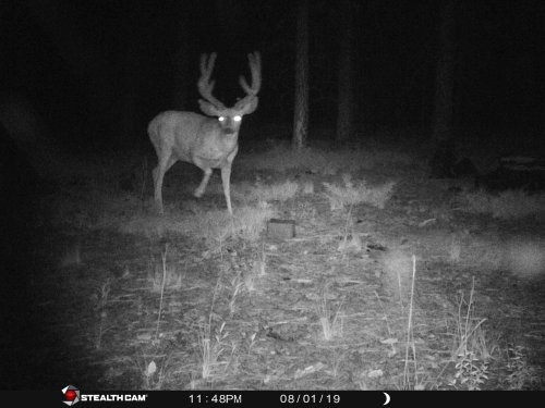 Random buck 2.JPG